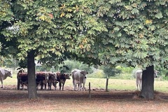 IMG_2027 IMG_2027