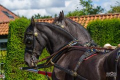 20240908_135010_DSC04029